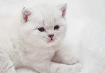 cute white kitten