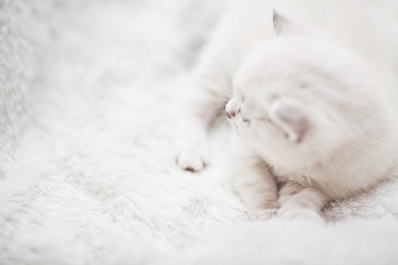 Fototapeta na wymiar cute white kitten