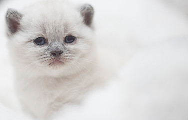 cute white kitten