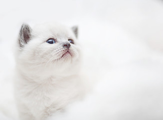 cute white kitten