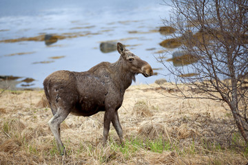 Wild Moose