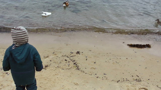Little boy on the beach feeding the ducks