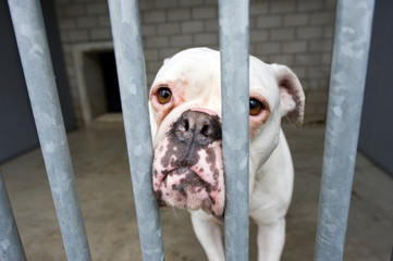 Animal shelter