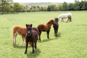 Group of young foals grazing