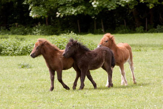 Three young foals racing around a meadow