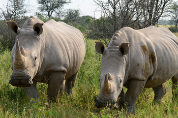 Khama rhino sanctuary in Botswana