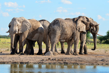 Obraz premium elephants in Nxai pan national park in Botswana