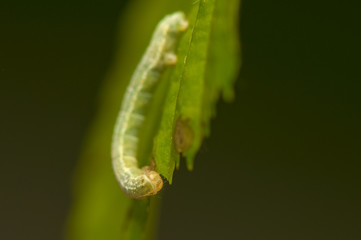 Operophtera cf. brumata