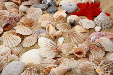 summer sea shells in the yellow sand