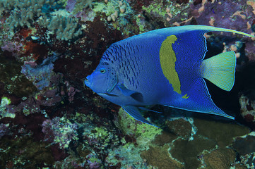 Pomacanthus maculosus, yellowbar Angelfish