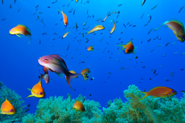 Fototapeta na wymiar Colorful Reef Scene