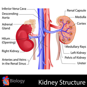 Kidney Anatomy