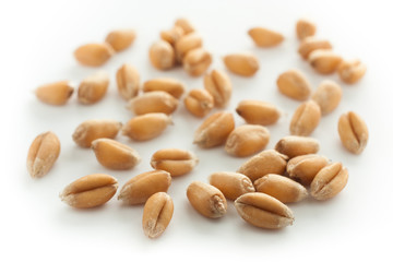 Wheat grain