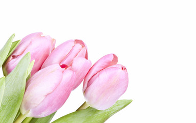 Pink tulips on white background in a bucket