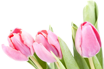 Pink tulips on white background in a bucket