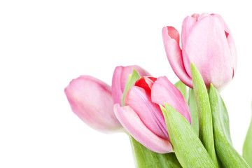 Pink tulips on white background in a bucket