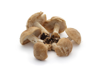 champignons