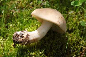 champignon