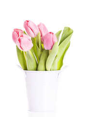 Pink tulips on white background in a bucket