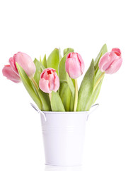 Pink tulips on white background in a bucket