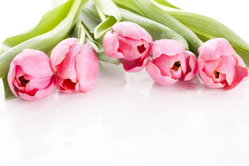 Pink tulips on white background in a bucket