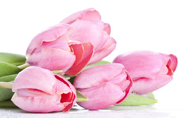 Naklejka na ściany i meble Pink tulips on white background in a bucket