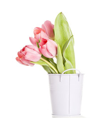 Pink tulips on white background in a bucket