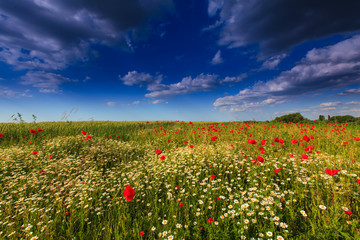 Beautiful rural scenery with wild flowers and ominous stormy sky