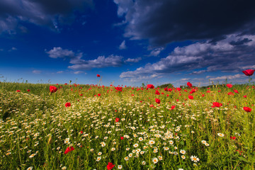Beautiful rural scenery with wild flowers and ominous stormy sky