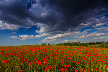 Fototapeta na wymiar Beautiful rural scenery with wild flowers and ominous stormy sky