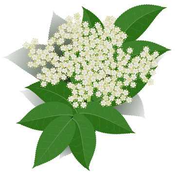 Elderflower with leaves isolated on white background