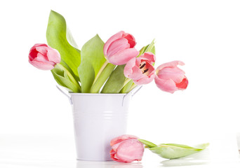 Pink tulips on white background in a bucket