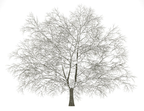 winter american beech tree isolated on white background