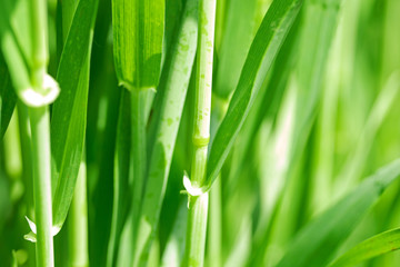 Fototapeta na wymiar Close-up grass background