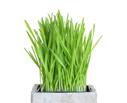 Fresh wheatgrass in square pot