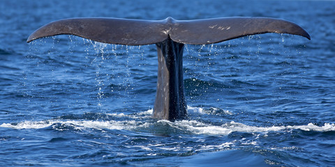 Whale tail