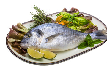 Fresh raw dorada