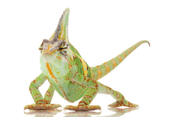 Obraz premium Veiled Chameleon