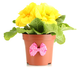 Beautiful yellow primula in flowerpot, isolated on white