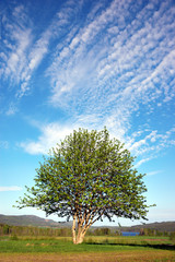 Rowan tree on blue sky