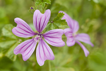 Flowers of mauve