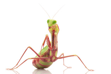 Giant Rainforest Mantis