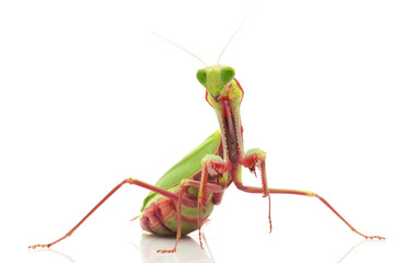 Giant Rainforest Mantis