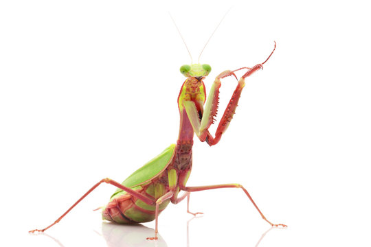 Giant Rainforest Mantis