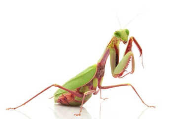 Foto op Plexiglas Giant Rainforest Mantis © fivespots