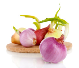 Sprouting onions on board close-up