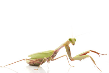 Giant Rainforest Mantis