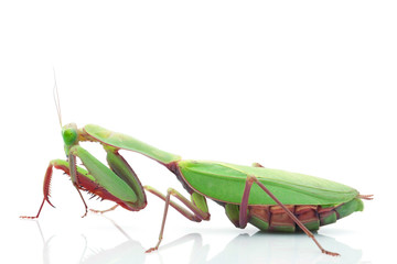 Giant Rainforest Mantis