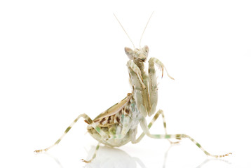 Praying Mantis