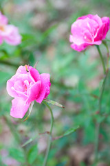 Rosen